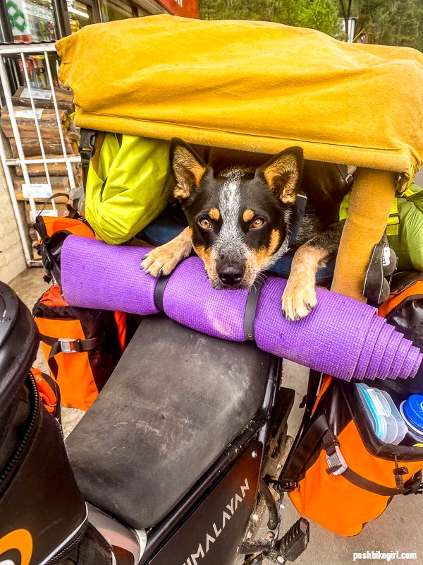 Set Viaggio Cane Dog On Tour